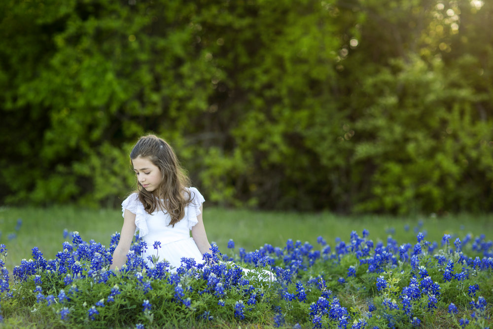 Bluebonnets